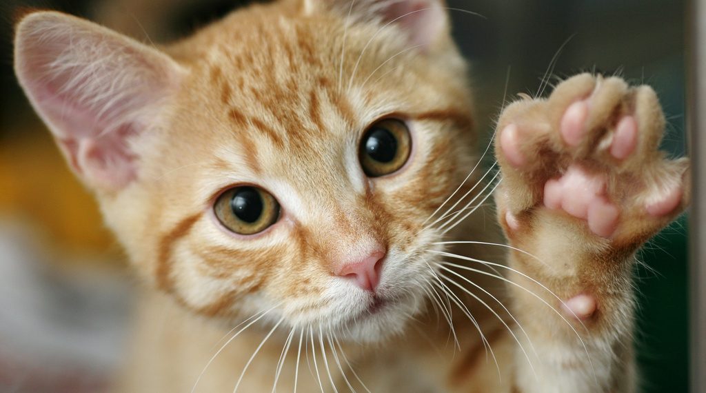 Основні правила догляду за котами в домашніх умовах