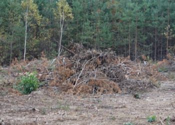 Жителі прикордоння Сумщини можуть безоплатно забирати рештки після заготівлі деревини – Суми та область