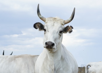 Сіру українську корову популяризують через соцмережі – Економіка