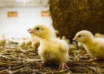 Імпорт живої птиці за 10 місяців скоротився на 2,9% – Економіка