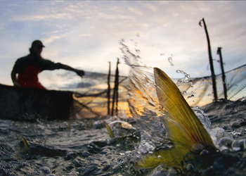 До еРиба подали 214 декларацій на промислове рибальство в 2025 році – Економіка