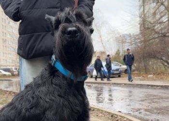 Як після ракетного обстрілу міста сумчани шукали собаку Еріку – Суми та область
