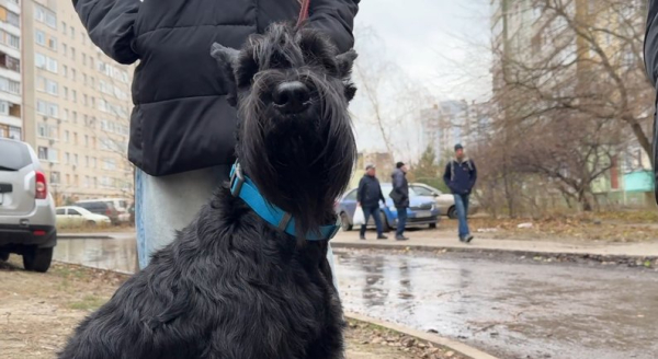 Як після ракетного обстрілу міста сумчани шукали собаку Еріку – Суми та область
