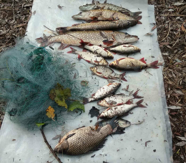 На Чернігівщині спіймали браконьєра з Сумщини, який ловив рибу сітками – Суми та область