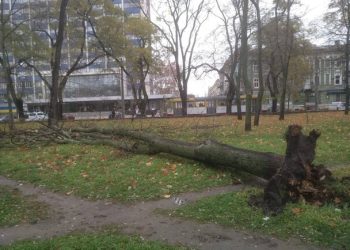 За последние два дня в Одессе упали почти два десятка деревьев и больших веток