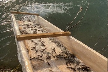 600 тис. рибин вселили в Кучурганське водосховище на Одещині – Економіка