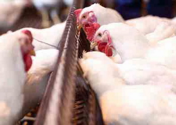 Повільно розчинний кальцій у раціоні птиці забезпечить найвищу ефективність фітази – Економіка