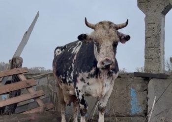 “Чим ми заважали їм?”. Власник ферми у Кролевці розповів про російський обстріл – Суми та область