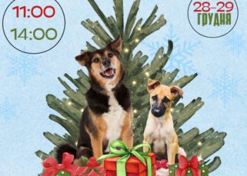 На цих вихідних у Сумах в притулку для собак – новорічні дні прилаштувань – Суми та область