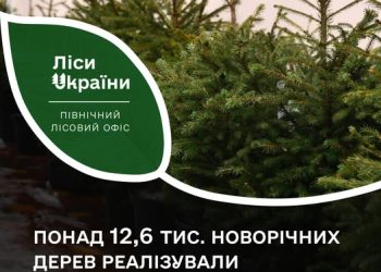 Шосткинські лісівники краще всіх продають новорічні дерева – Суми та область