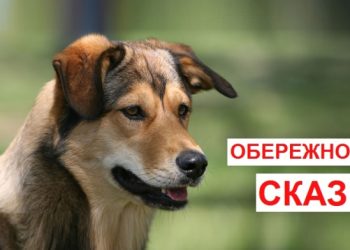 В Охтирці знову зафіксовано випадок сказу – Суми та область