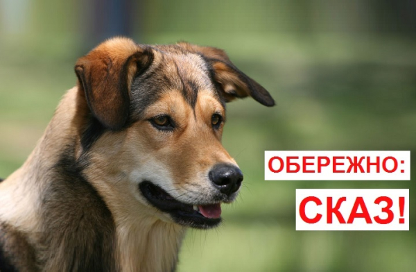 В Охтирці знову зафіксовано випадок сказу – Суми та область