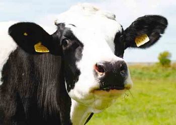 Якою має бути тривалість сервіс-періоду в корів – Економіка