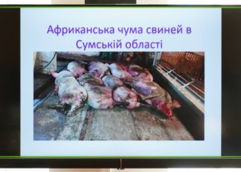 На Сумщині зафіксували випадки африканської чуми свиней: як протидіють поширенню хвороби? – Суми та область
