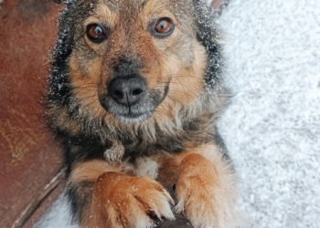Сумські зоозахисники проводять традиційну акцію “Шматочок м’яса для пухнастого друга” – Суми та область