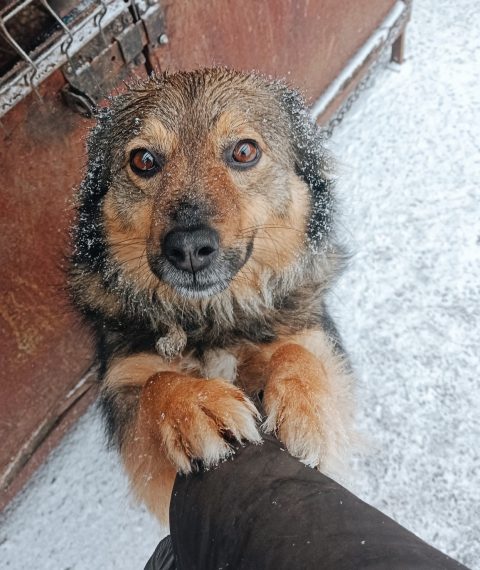 Сумські зоозахисники проводять традиційну акцію “Шматочок м’яса для пухнастого друга” – Суми та область
