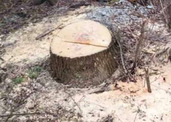 У Шостці без дозволу спиляли 12 дерев – Суми та область