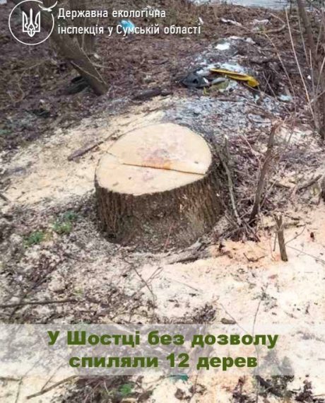 У Шостці без дозволу спиляли 12 дерев – Суми та область