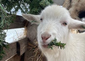 У Сумах приймають новорічні ялинки в контактному зоопарку – Суми та область