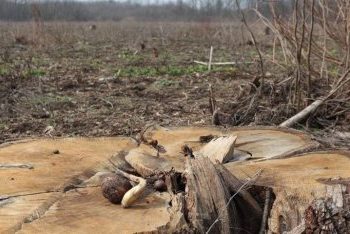 У Сумах судитимуть трьох службовців лісгоспу за нелегальну вирубку дерев зі збитками 762 тис. грн – Суми та область