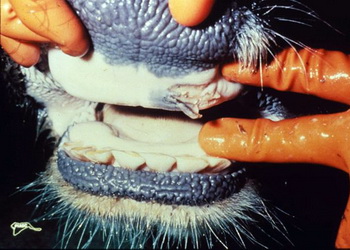 Німеччина послаблює обмеження після випадку ящуру – Економіка