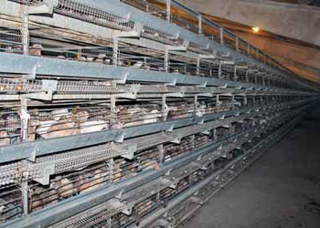 Як підтримувати оптимальну відносну вологість повітря у пташнику з перепелами – Економіка