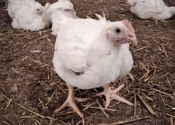 Які ознаки отруєння птиці хлорорганічними сполуками – Економіка