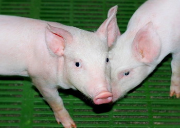 Діагностування стрептококозу в свиней ускладнює розмаїття серотипів і штамів – Економіка