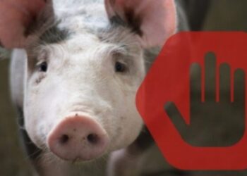 На Роменщині скасували карантин через африканську чуму свиней – Суми та область