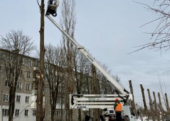 У Сумах “омолоджують” дерева | Суми та область