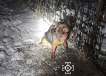 У Сумах врятували песика, що застряг у металевому паркані – Суми та область