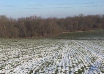 Умови для перезимівлі озимих на Сумщині дещо загрозливі, але не критичні | Суми та область