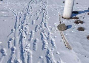 З’явилися фото розкиданої з дрона вибухівки у Великій Писарівці – Суми та область