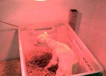 Спеціаліст назвав мінімум умов для утримання кіз – Економіка