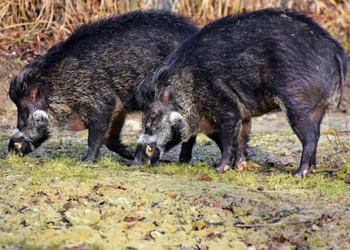 На Тернопільщині виявили спалах АЧС у диких кабанів – Економіка