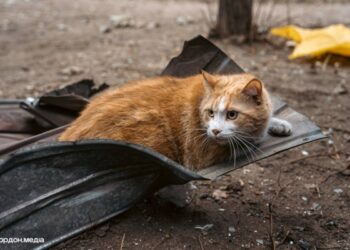 Кіт серед руїн чекав господарів: історія родини із Сум, яка втратила дім після вибуху 24 березня | Суми та область