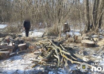 На Білопільщині чоловіка викрили у незаконному порубі на території природо-заповідного фонду | Суми та область