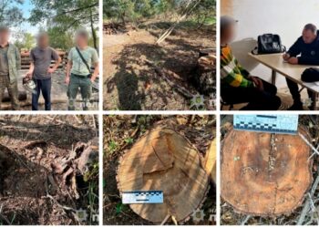 Житель Охтирки за вирубані дерева у нацпарку має сплатити понад 2 мільйони гривень | Суми та область