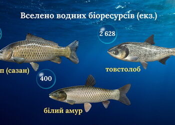 2,4 тонни риби вселили у Серет на Тернопільщині – Економіка