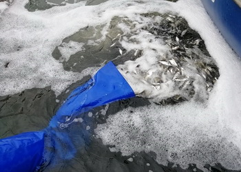 Понад 300 тис. рибин вселили у Щербанівське водосховище на Миколаївщині – Економіка