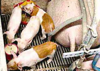 Молозиво необхідне новонародженим поросятам для виживання – Економіка