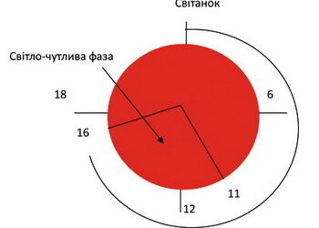 Коли для курей настає світлочутлива фаза – Економіка