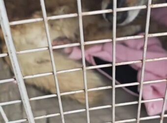 Глухівська зооволонтерка не припиняє рятувати тварин з опаленого прикордоння | Суми та область