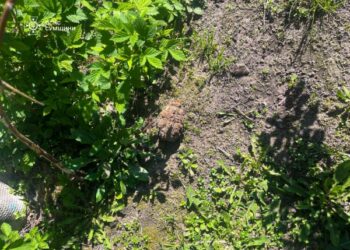 На Сумщині піротехніки ДСНС  знищили 5 вибухонебезпечних предметів | Суми та область