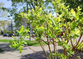 У Шостці з’явилася незвичайна алея | Суми та область