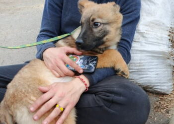 У суботу в Сумському притулку для тварин – День відкритих дверей | Суми та область