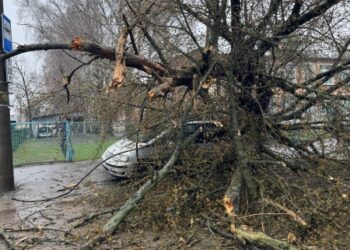 У Сумах дерево впало на автівку | Суми та область