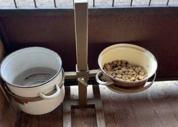 У Сумах діти допомогли притулку для тварин | Суми та область