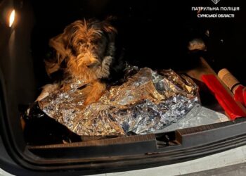 У Сумах патрульні допомогли пораненому собаці, якого збив автомобіль | Суми та область