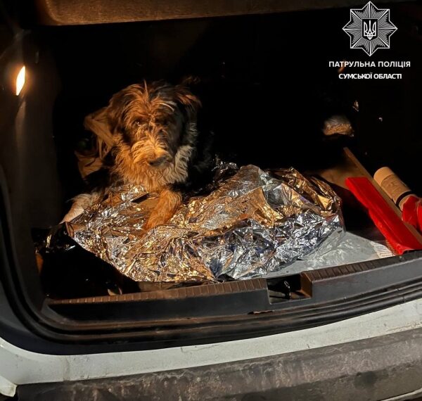 У Сумах патрульні допомогли пораненому собаці, якого збив автомобіль | Суми та область